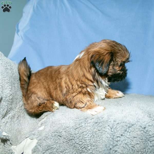 Toto, Shih Tzu Puppy